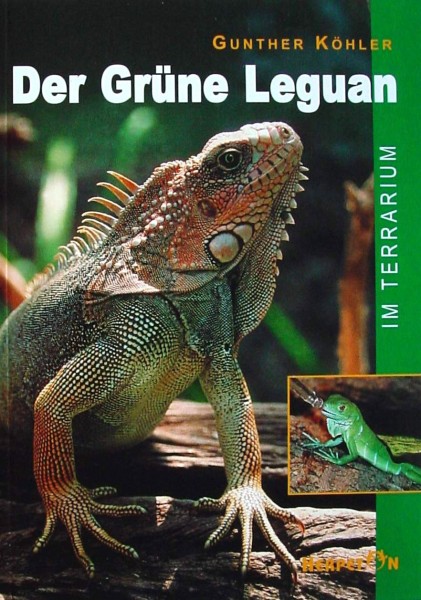 Der Grüne Leguan im Terrarium