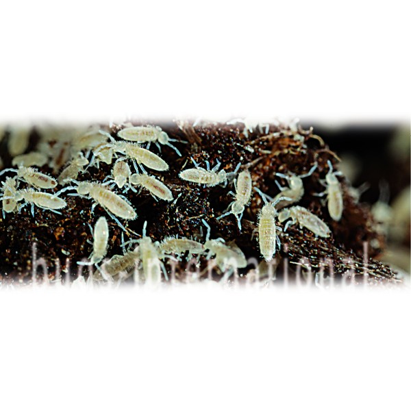 Tropische Springschwänze