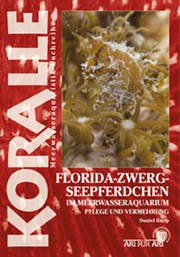Florida Zwerg Seepferdchen im Meerwasseraquarium