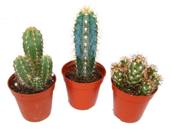 Kaktus Mix klein