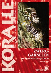 Zwerggarnelen im Meerwasseraquarium