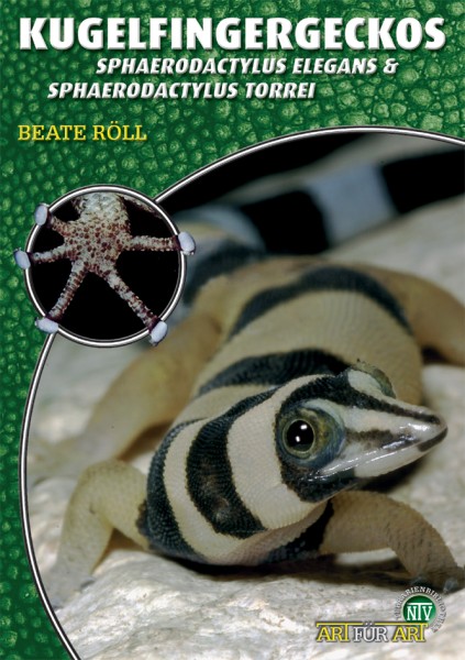 Kugelfingergeckos - Sphaerodactylus