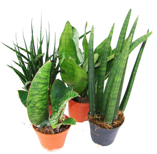 Sansevieria Mix