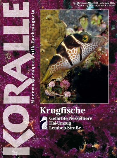 Kugelfische im Meerwasseraquarium
