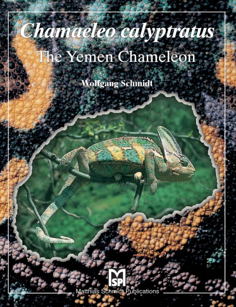 Chameleo calyptratus - Yemen Chameleon - englisch