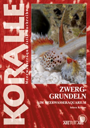 Zwerggrundeln im Meerwasseraquarium