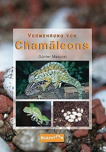 Vermehrung von Chamäleons