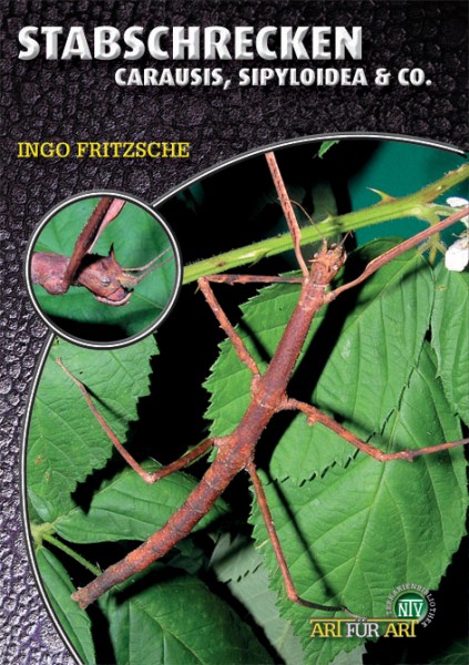 Stabschrecken - Carausis, Sipyloidea & Co.