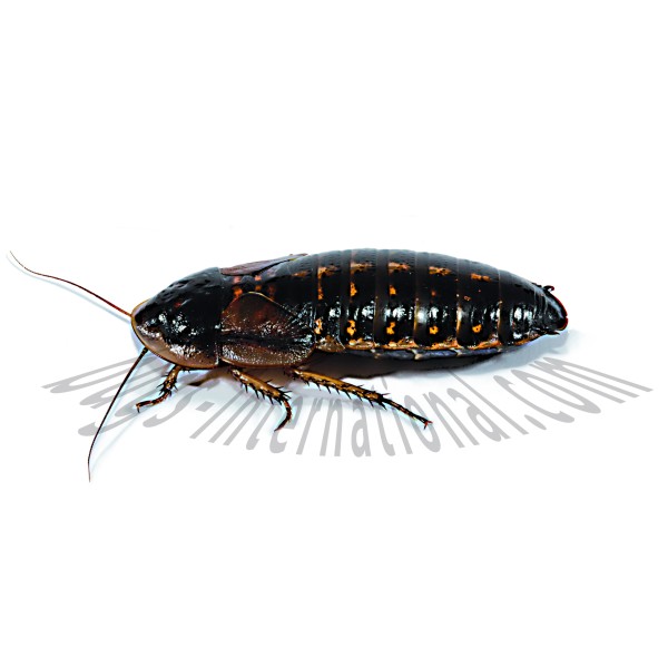 Argentinische Schabe