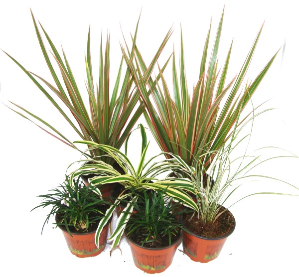 Tropische Gräser Mix