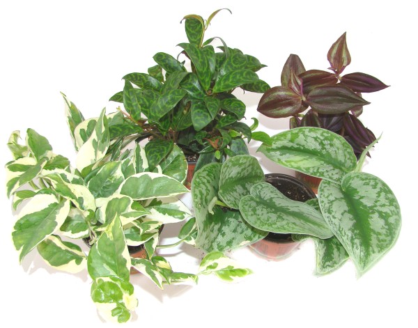 Tropische Rankpflanzen Mix