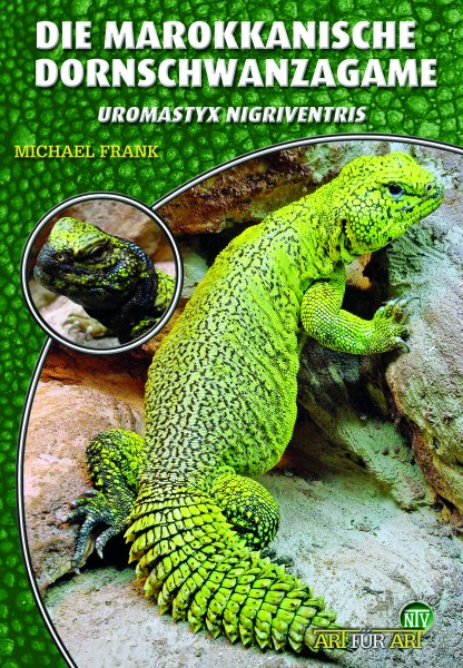 Die Marokkanische Dornschwanzagame