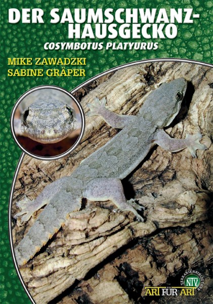 Der Saumschwanz-Hausgecko - Cosymbotes platyurus