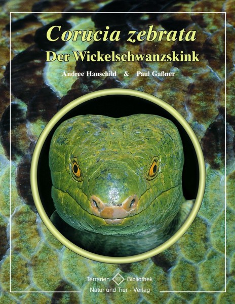 Der Wickelschwanzskink