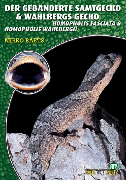 Der gebänderte Samtgecko & Wahlbergs Gecko