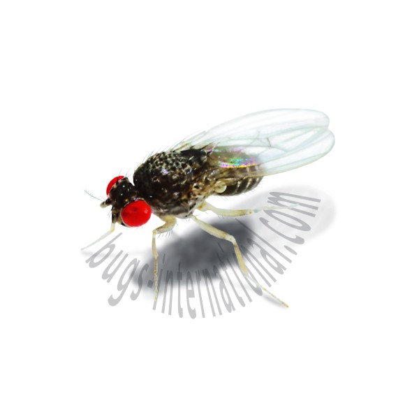 Drosophila