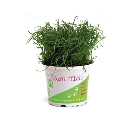 Golli-Thek Plantolli