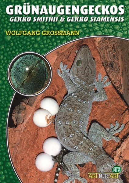 Grünaugengeckos