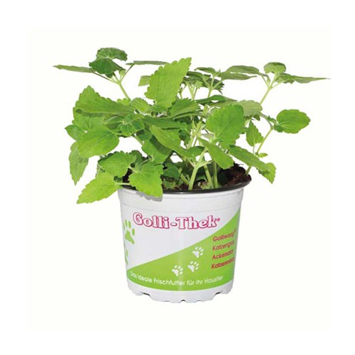 Golli-Thek Katzenminze