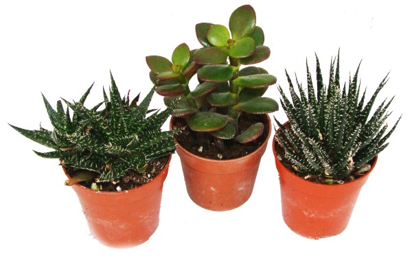 Sukkulenten Mix klein