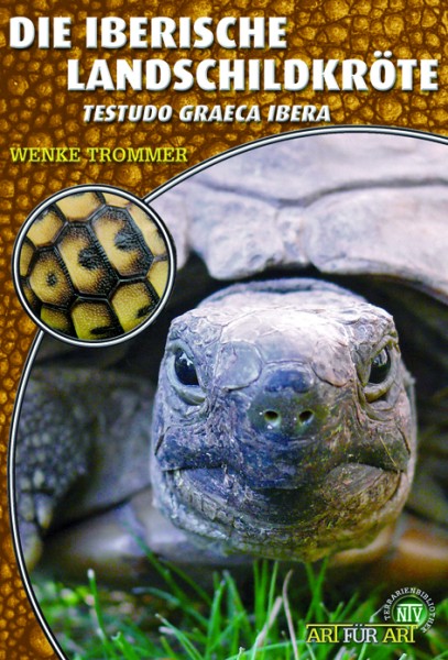 Die Iberische Landschildkröte