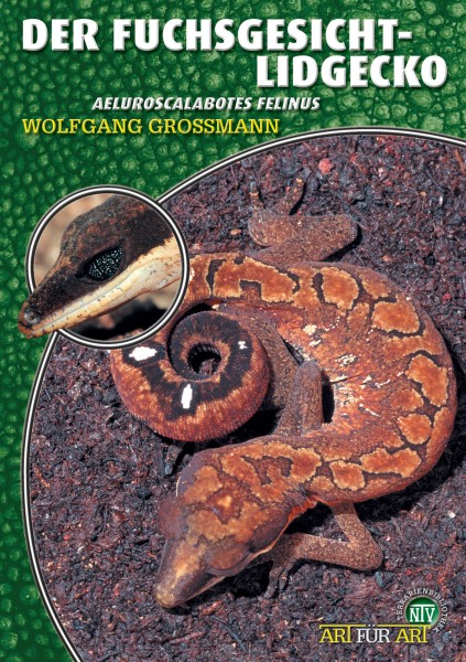 Der Fuchsgesicht-Lidgecko