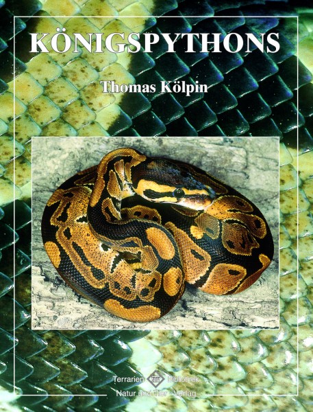 Python regius - Königspythons
