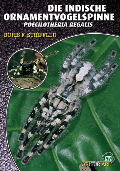 Indische Ornament-Vogelspinnen