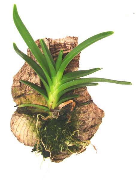 Orchideen Mix zum Aufbinden