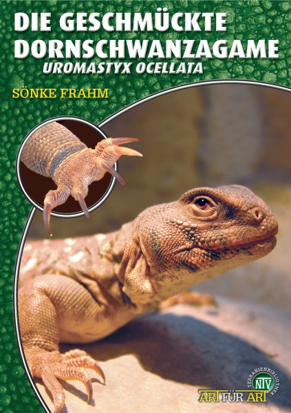 Die Geschmückte Dornschwanzagame