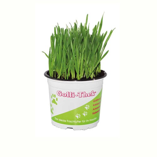 Golli-Thek Katzengras Soft (Weizen)
