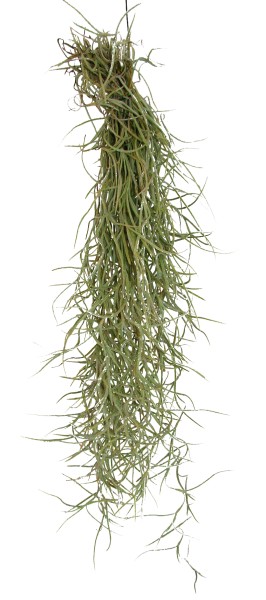 Tillandsie usneoides