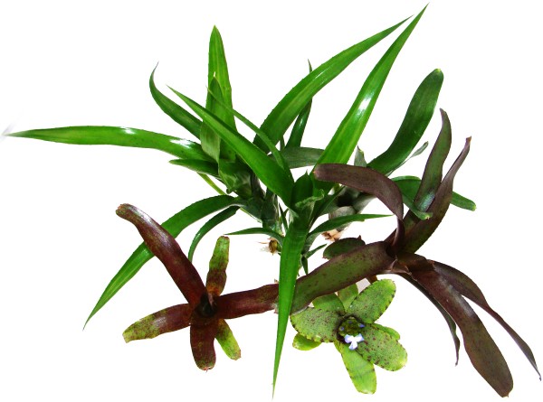 Neoreglia Mix zum Aufbinden