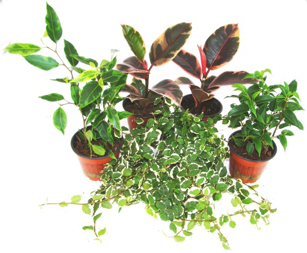 Ficus Mix