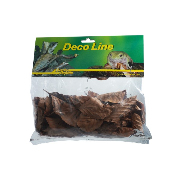 Lucky Reptile "Rose of Jericho"