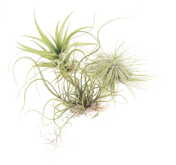 Tillandsie Regenwald Mix klein