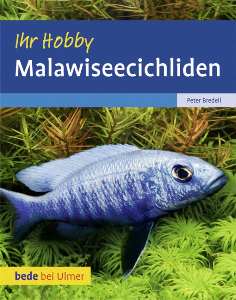 Ihr Hobby Malawiseecichliden