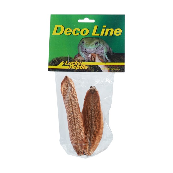 Lucky Reptile "Rose von Jericho"