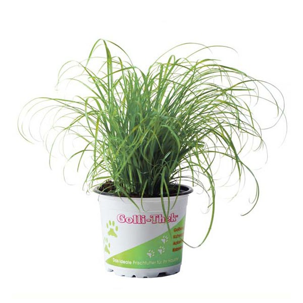 Golli-Thek Katzengras (Cyperus)