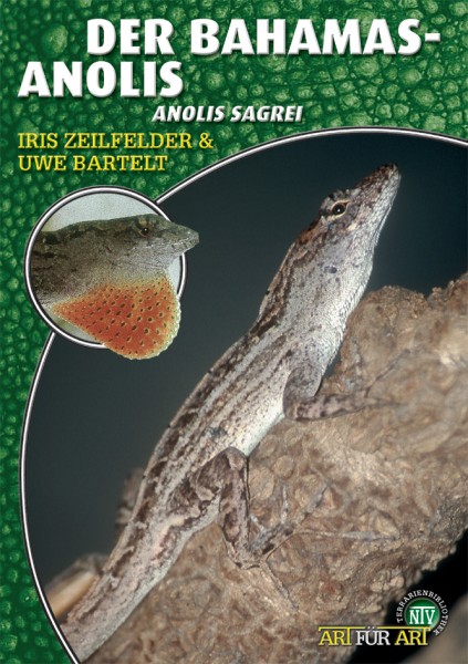Der Bahama-Anolis