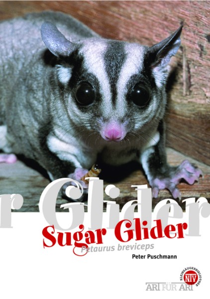 Sugar Glider