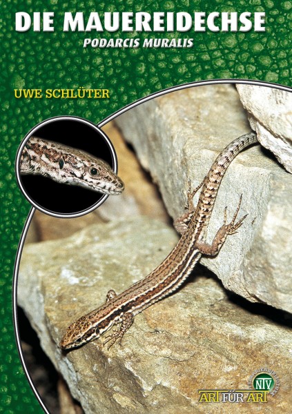 Die Mauereidechse