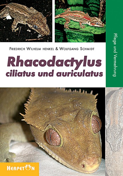 Rhacodactylus ciliatus und auriculatus
