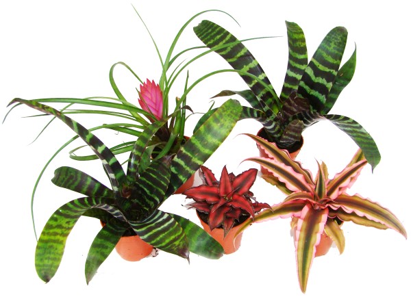 Bromelien Mix
