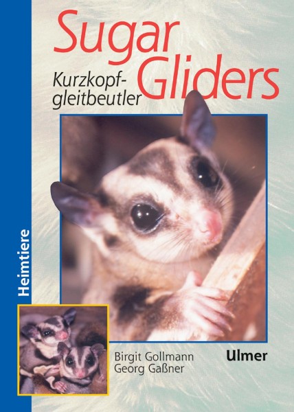 Sugar Gliders