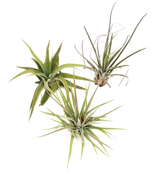 Tillandsie Trocken Mix klein