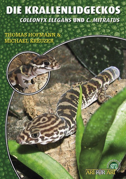 Mexikanischer u. Mittelamerikanischer Krallengecko