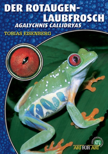 Der Rotaugenlaubfrosch