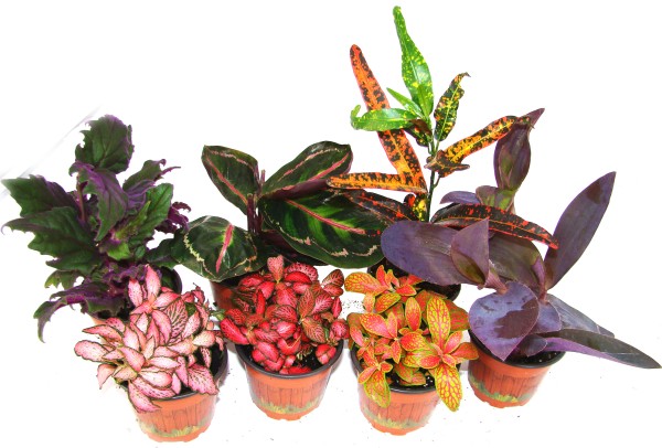 Tropische Blattpflanzen Mix