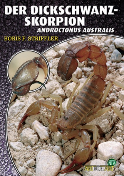 Der Dickschwanzskorpion - Androctonus australis